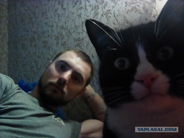 Котовторник 13.12.2016