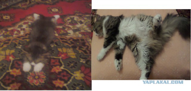 Котовторник 13.12.2016