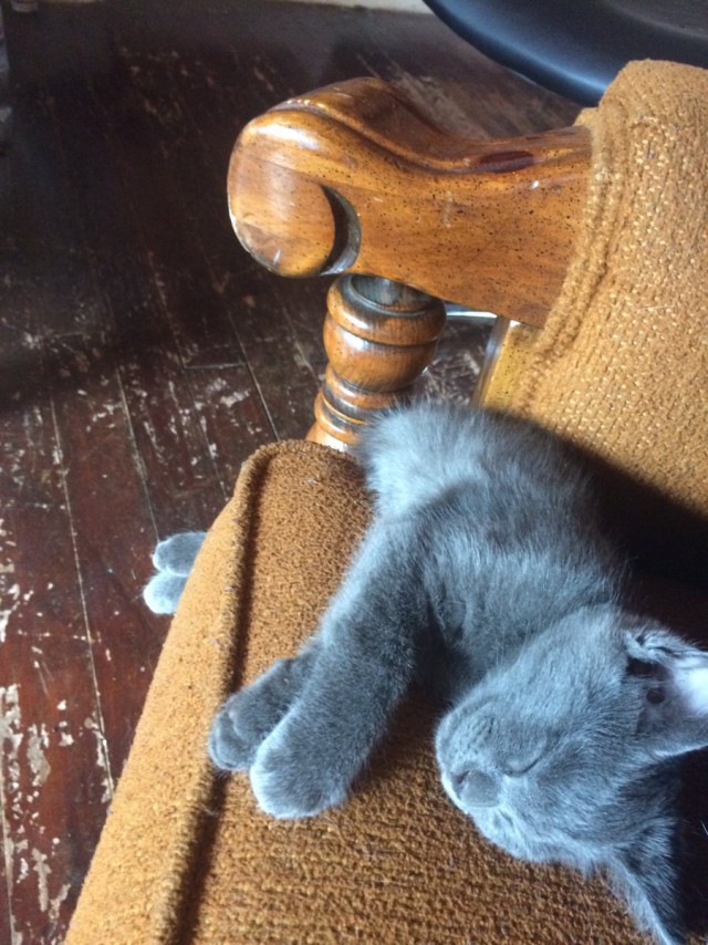 Коты из сети