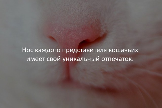 40 интересных фактов в картинках.