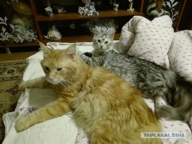 Котовторник  31.01.2017