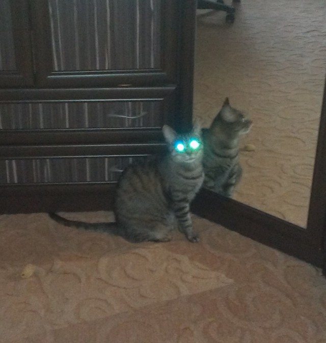Котовторник 07.03.2017