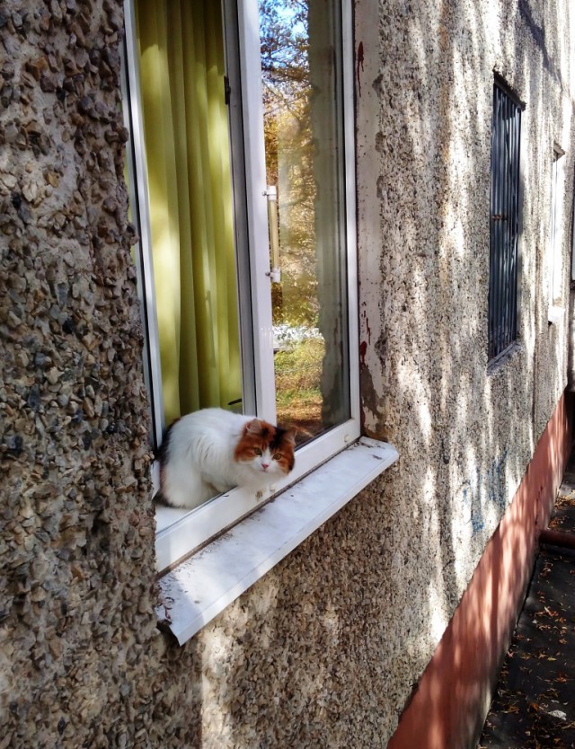 Котовторник 24.10.2017
