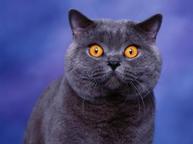 Коты. Отнюдь не ми-ми-ми.
