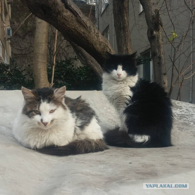 Котовторник!