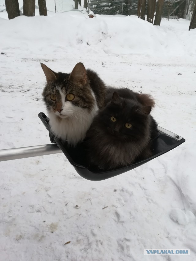 Котовторник 24.04.2018