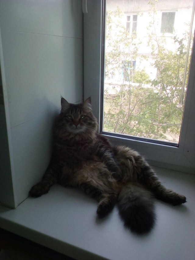 Котовторник 29.5.18