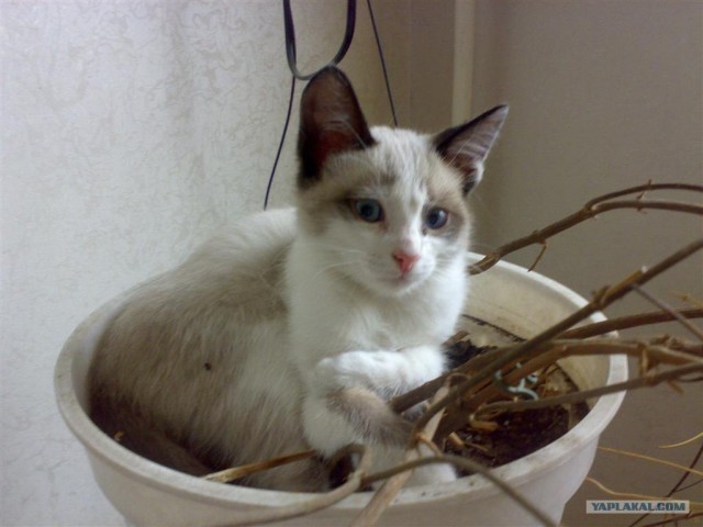 Ура, котовторник! (01.07.2008)