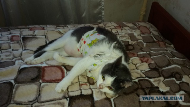 Котовторник 07.08.2018