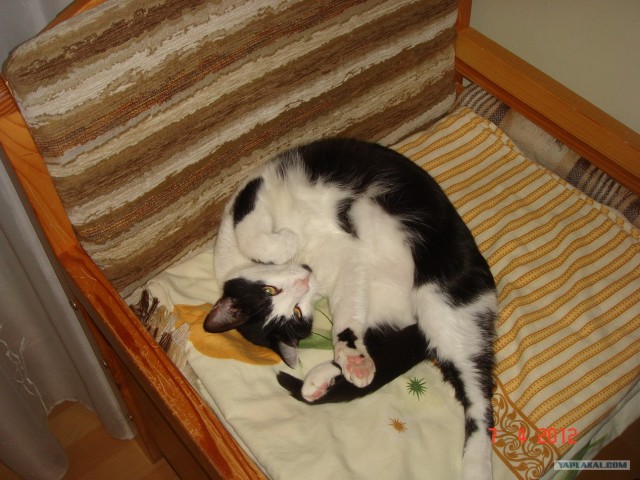 Котовторник 10.04.2012