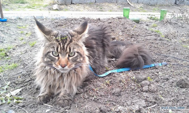 Котовторник 1 мая 2012