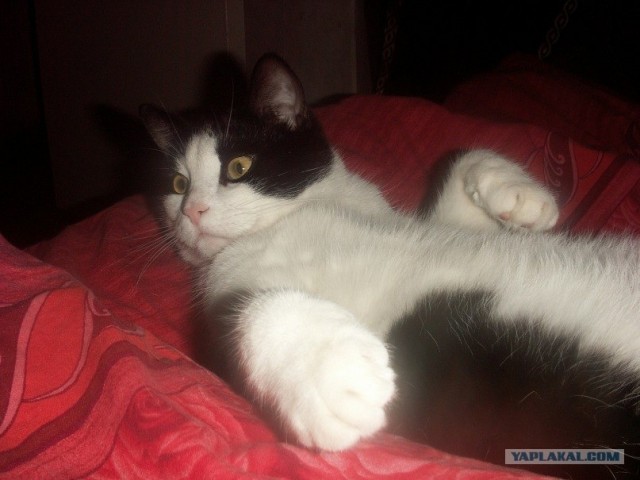 Котовторник 22.05.2012