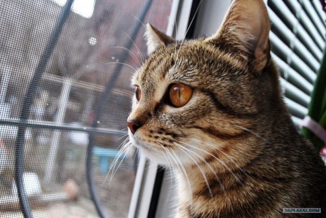 Котовторник на 26.06.12