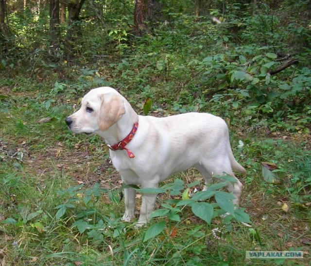 Собакочетверг