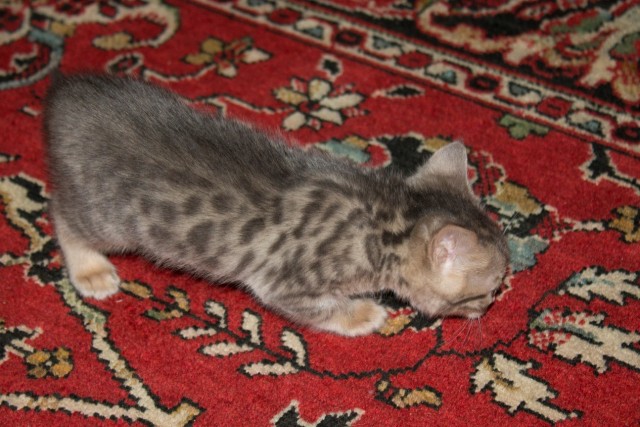 Котовторник  16.10.12