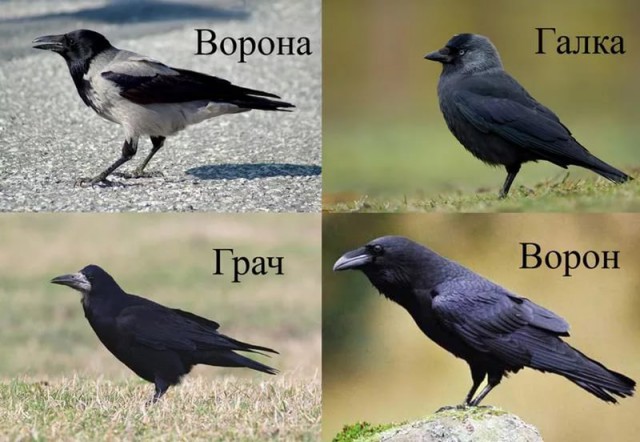 Если вы еще не видели, как выглядит ухо ворона