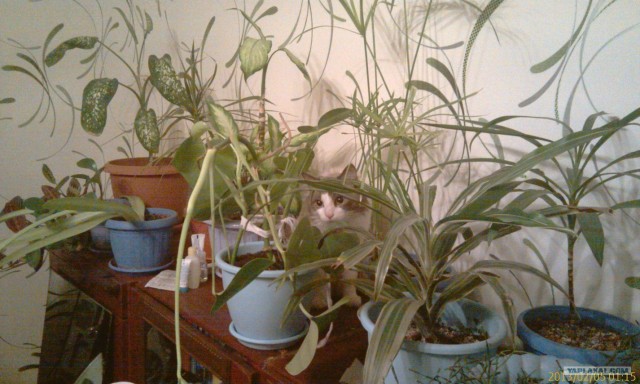 Котовторник 12.02.13