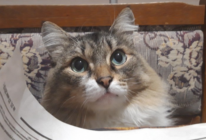 Котовторник!
