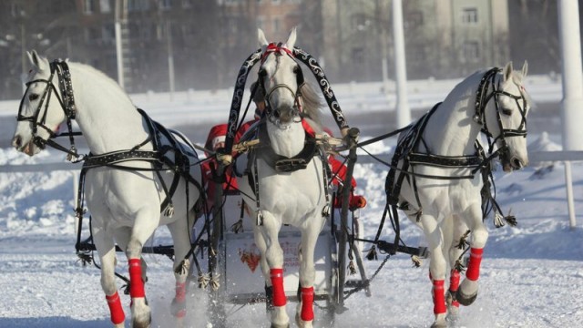 Почему в тройке лошадей две крайние всегда смотрят в стороны?