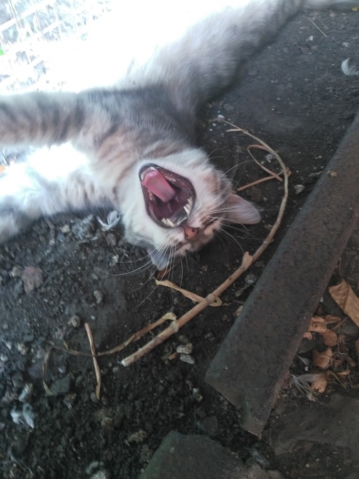 Кошиная жесть
