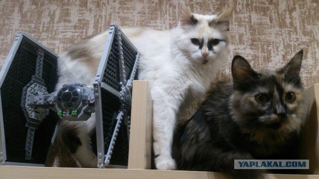 Мой котяра!