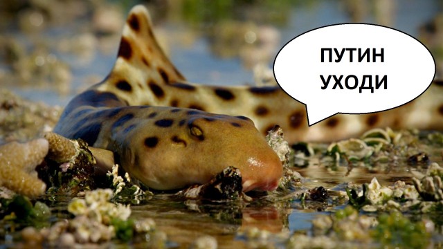 Учёные назвали «шагающих» акул самой новой ветвью эволюции своего вида