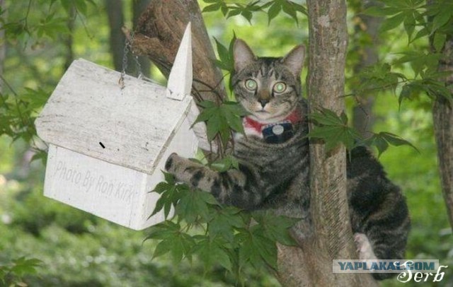 Смастерили с сыном кормушку для голодающих птичек