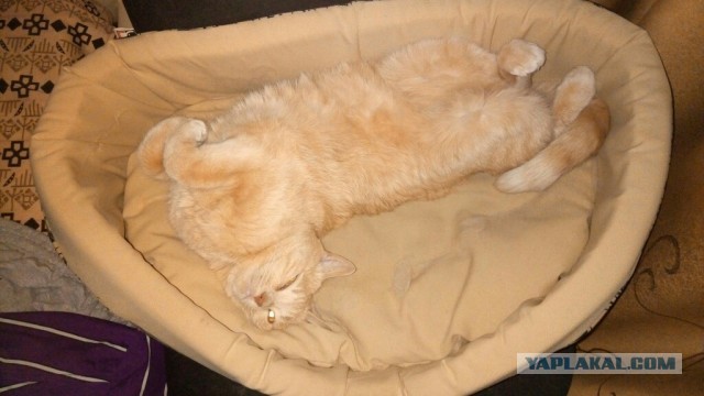 Что значит поза, в которой спит твоя кошка