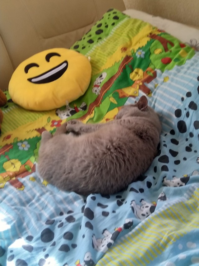 Котофеев пост