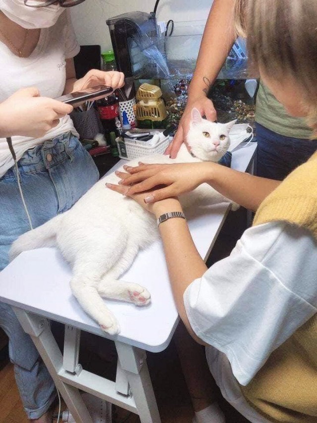 Эти забавные животные