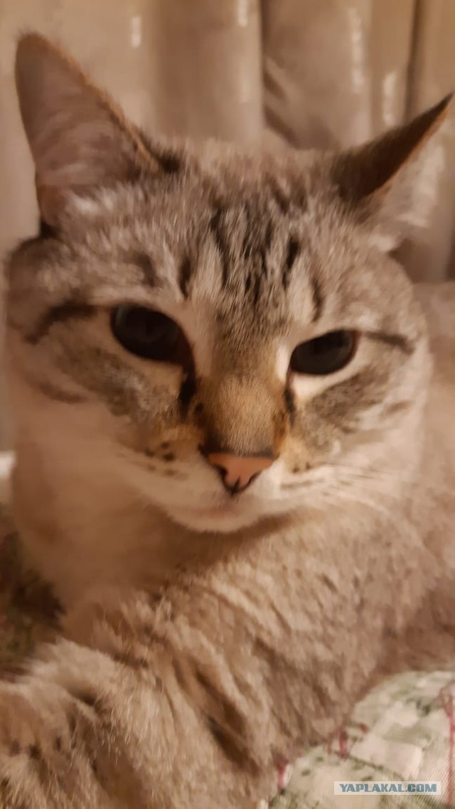 Ну, с котовторником!