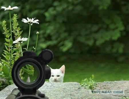 Фотожаба:Коты в засаде