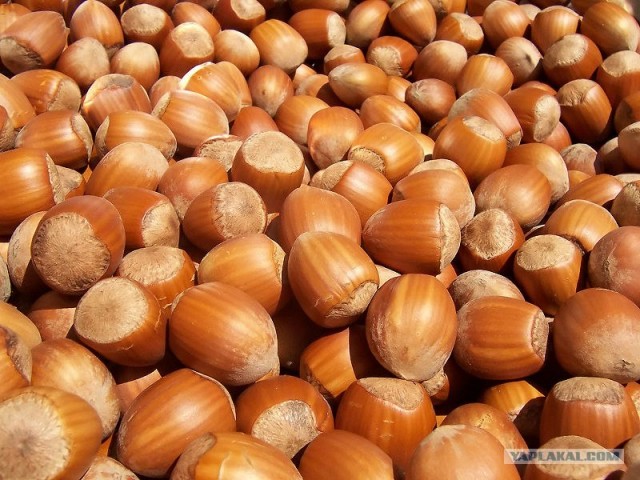 Белка