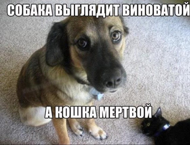Картинки из сети 21.12.2020