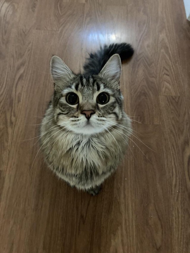 Котовторник 09.02.21. Свежие котики от Нарвского.