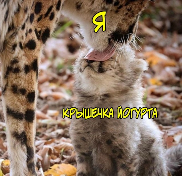 Так себе картинки 20.02.21