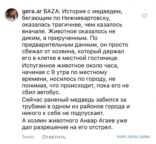 В Нижневартовске бегает медведь