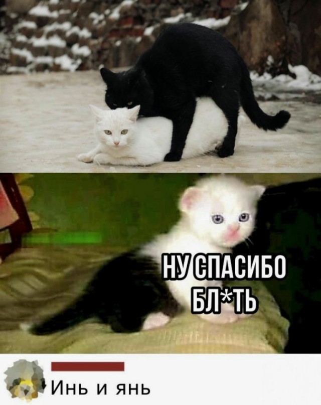 Картинки и мемы для настроения 024