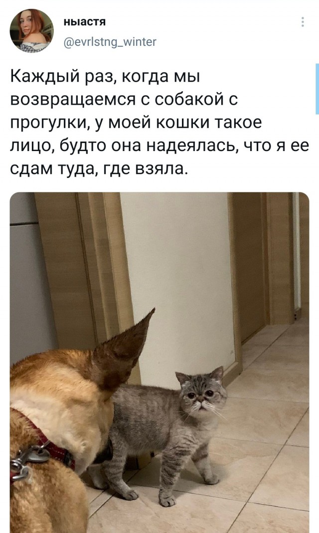 Картинки и мемы для настроения