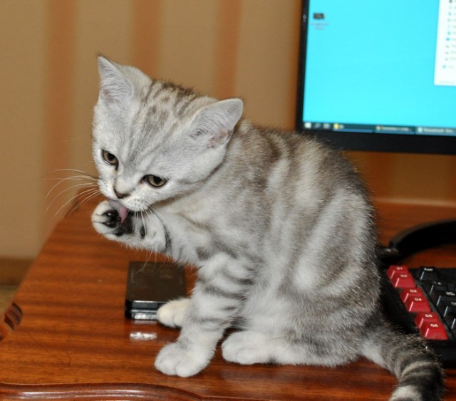 А котовторник уже начался?