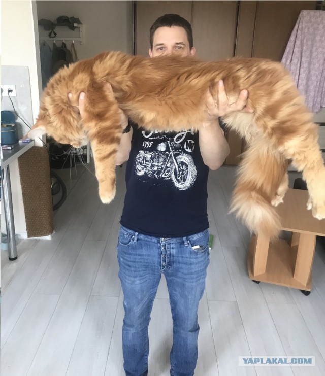 Хоба! Котовторник!