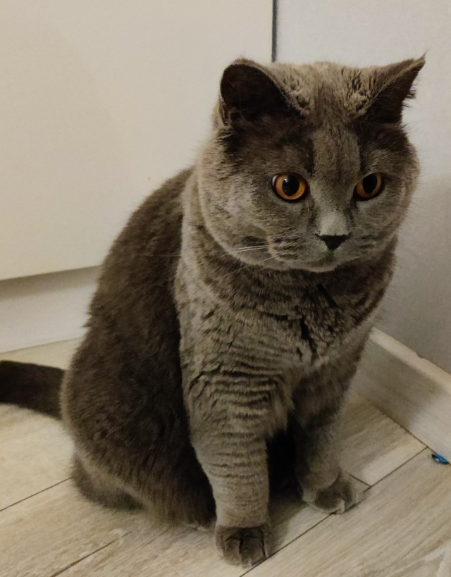 Кот который прожил жизнь