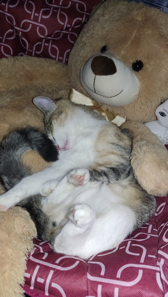 Котовторник так котовторник