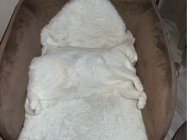 Котовторник 11.01.22