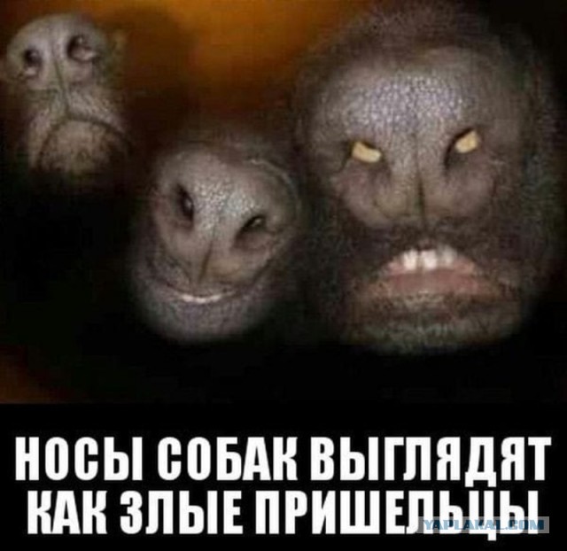 Нос