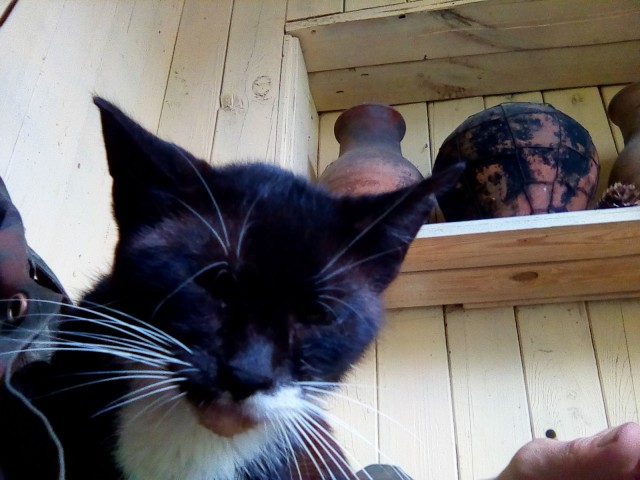 Котовторник