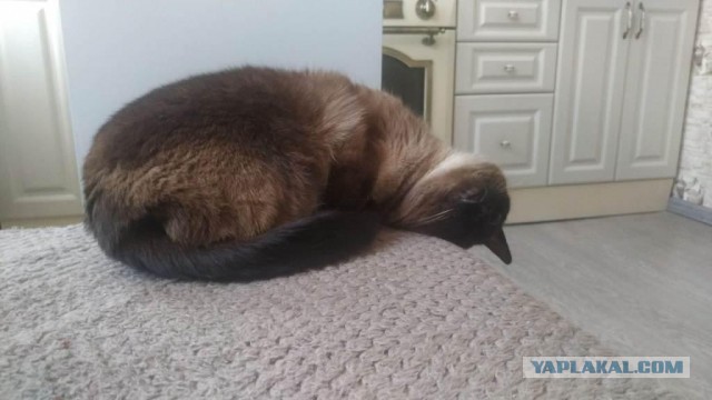 Начну котовторник чуть раньше!