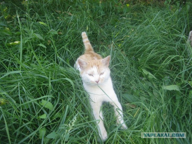 Жизнь домашнего приюта для котеек 408