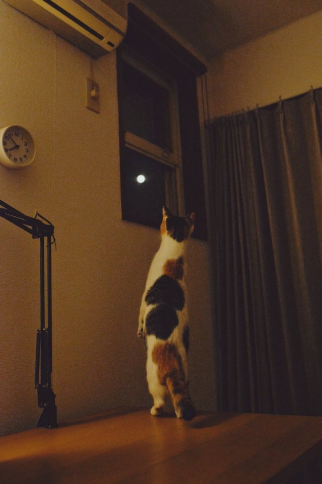 "Мой" котовторник