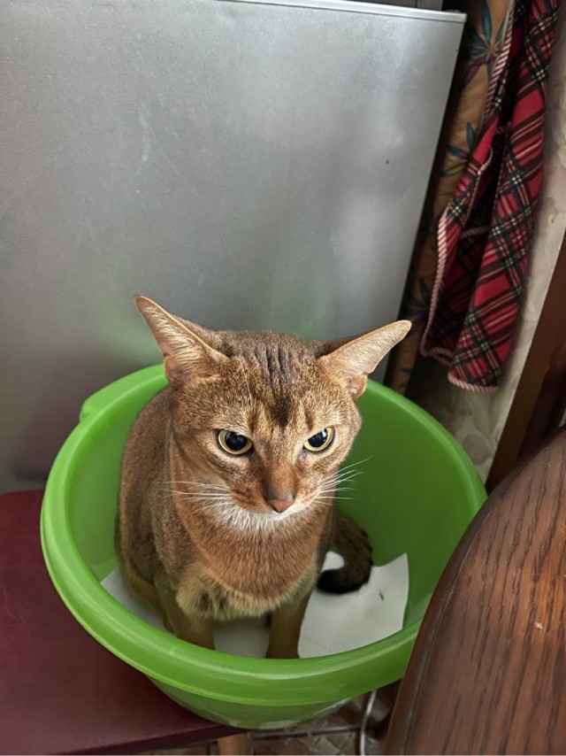Котовторник 1.11.22